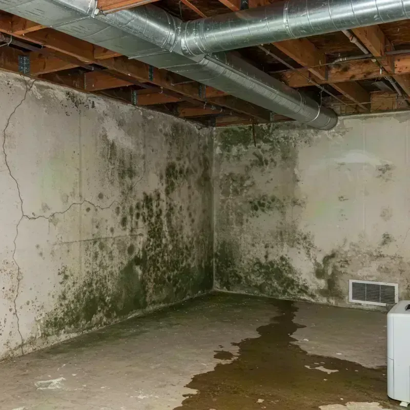 Professional Mold Removal in Sherrelwood, CO